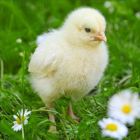 雞群慢性呼吸道疾病，應該用哪些方法可以起到有效防治？